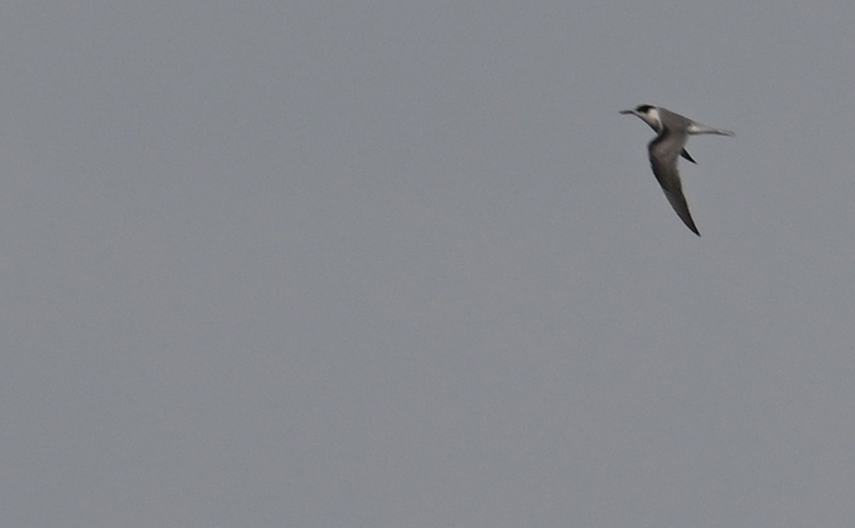 Common Tern - ML608591017