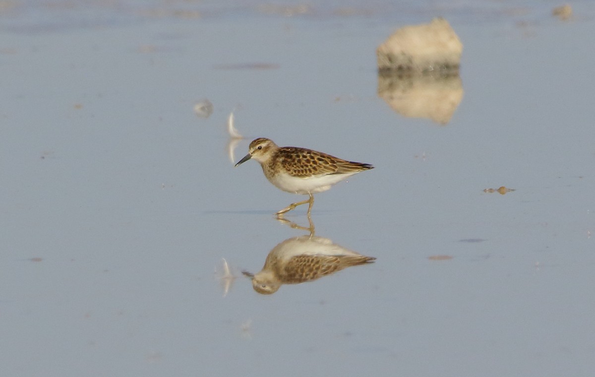 Least Sandpiper - José Hugo Martínez Guerrero