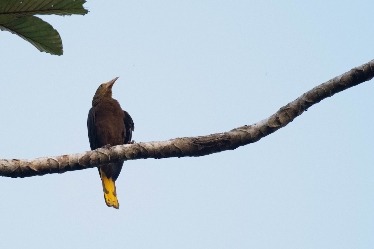 Russet-backed Oropendola (Russet-backed) - ML608591078
