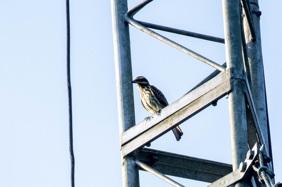 Streaked Flycatcher (Southern) - ML608591080