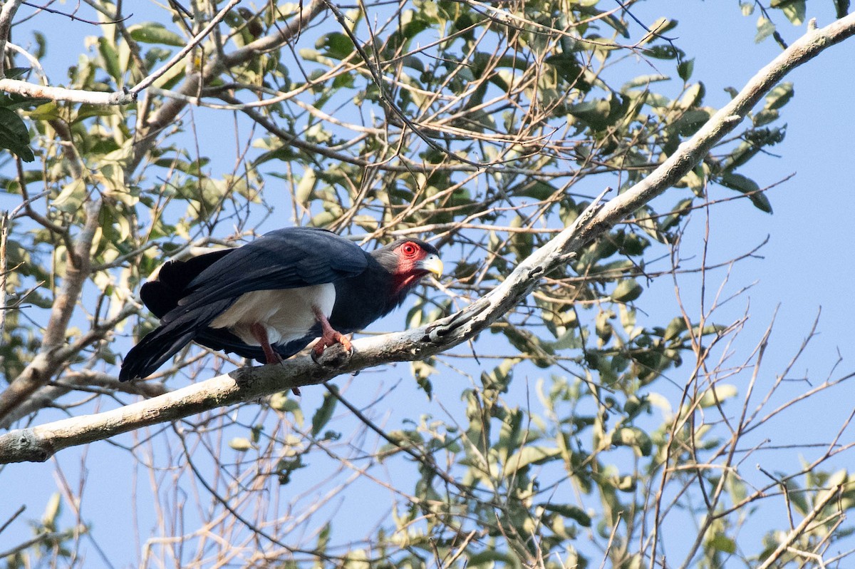 Red-throated Caracara - ML608591081