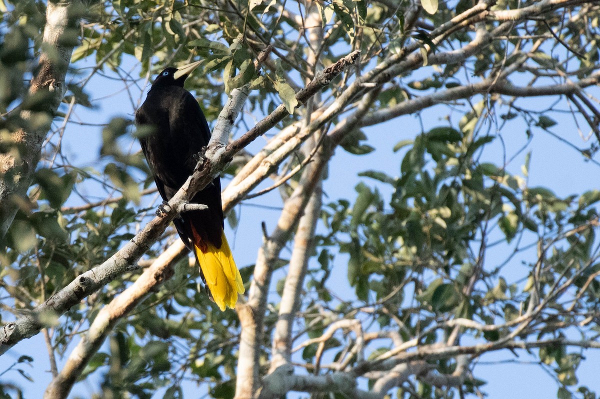 Crested Oropendola - ML608591085