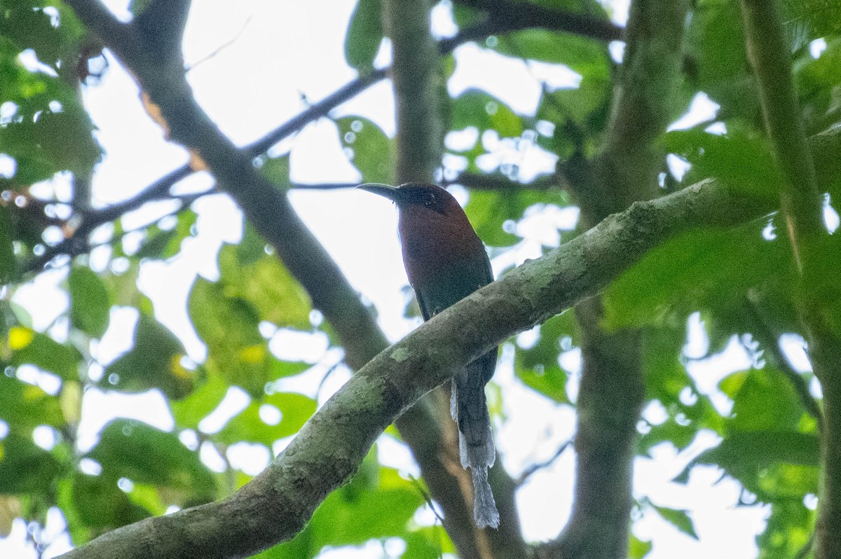 Broad-billed Motmot - ML608591092