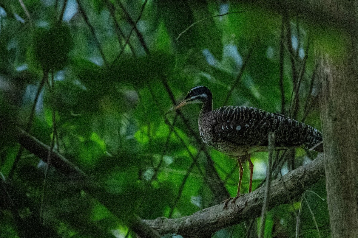 Sunbittern - ML608591095