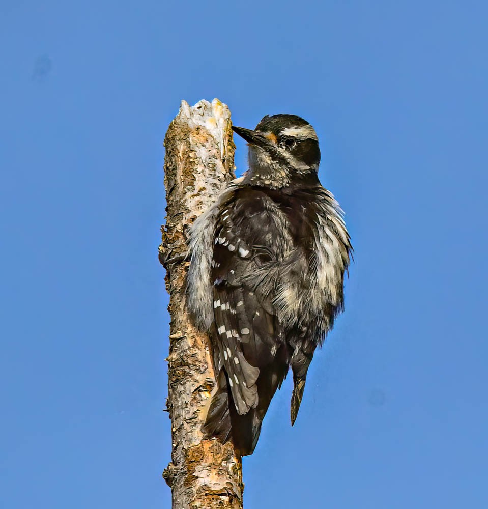 Hairy Woodpecker - ML608591101