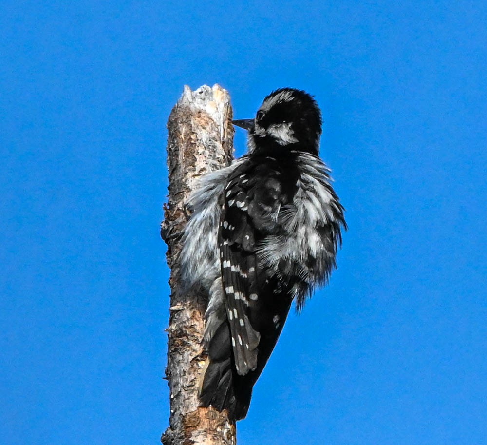 Hairy Woodpecker - Carlton Cook