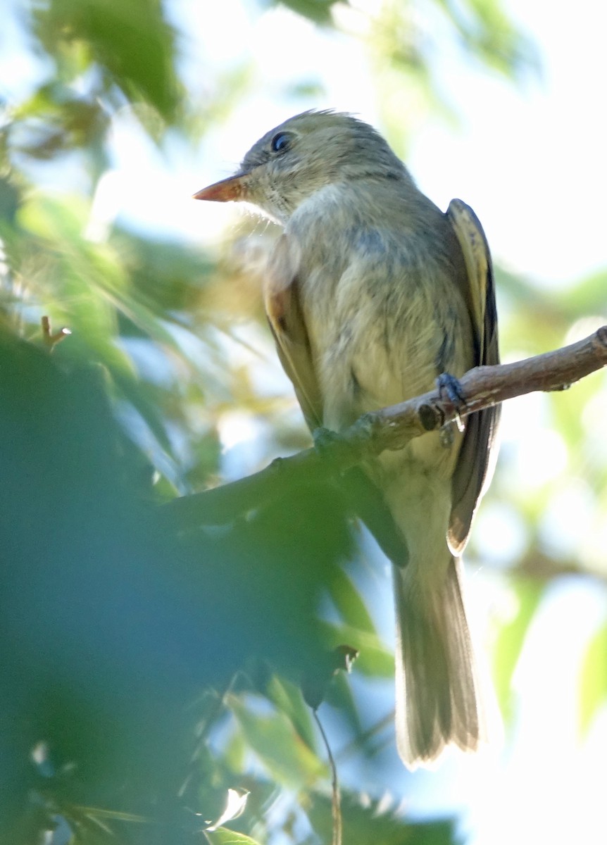 Willow Flycatcher - ML608591170