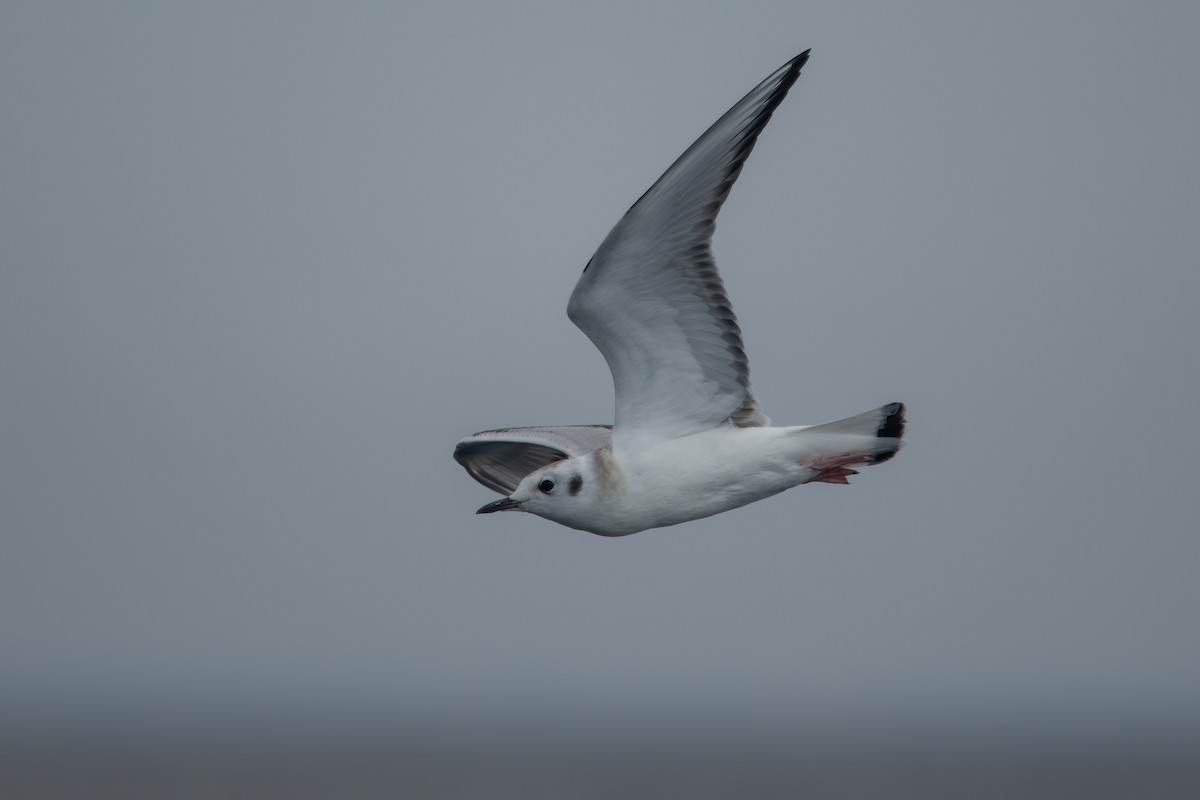 Bonaparte's Gull - ML608591171