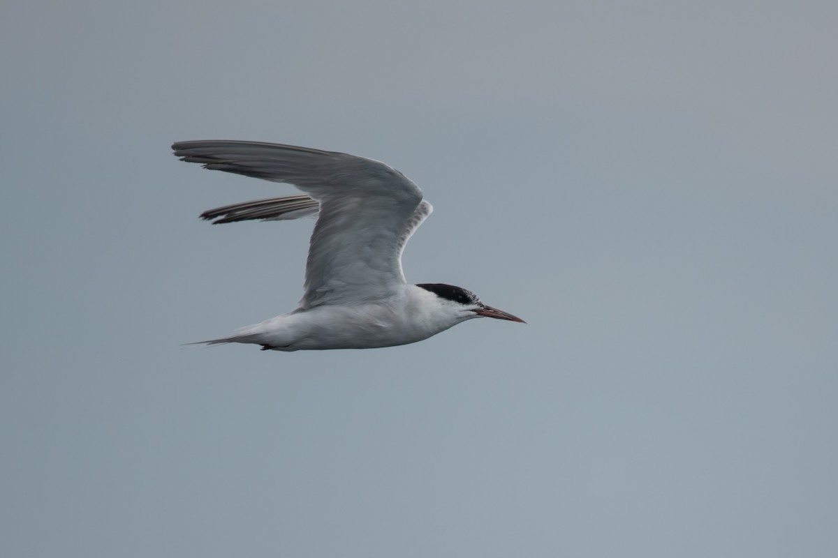 Common Tern - ML608591176