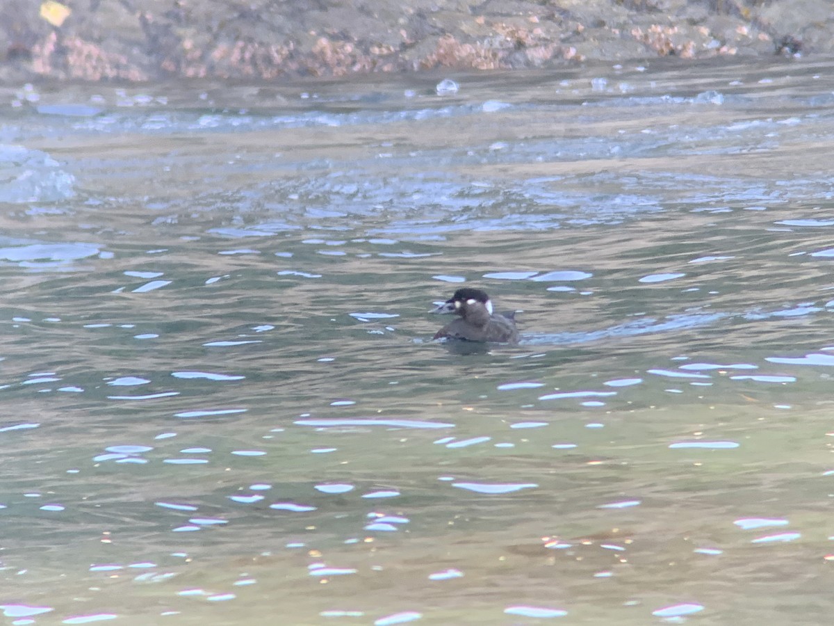 Surf Scoter - Kyle Lindemer