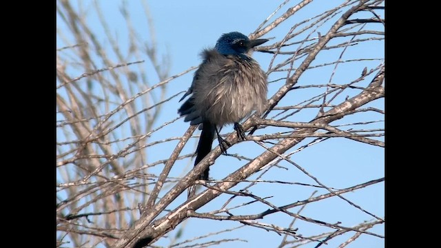 Island Scrub-Jay - ML608591386