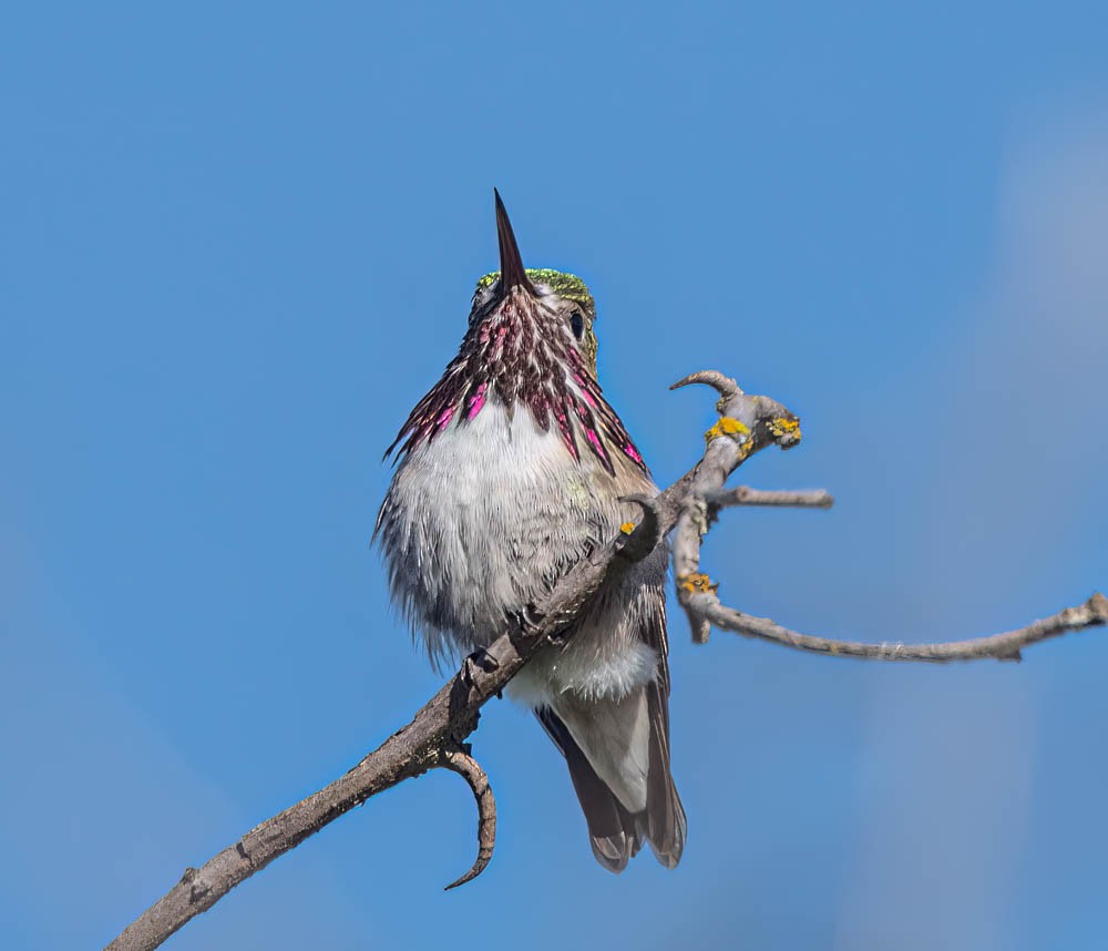 Calliope Hummingbird - ML608591470