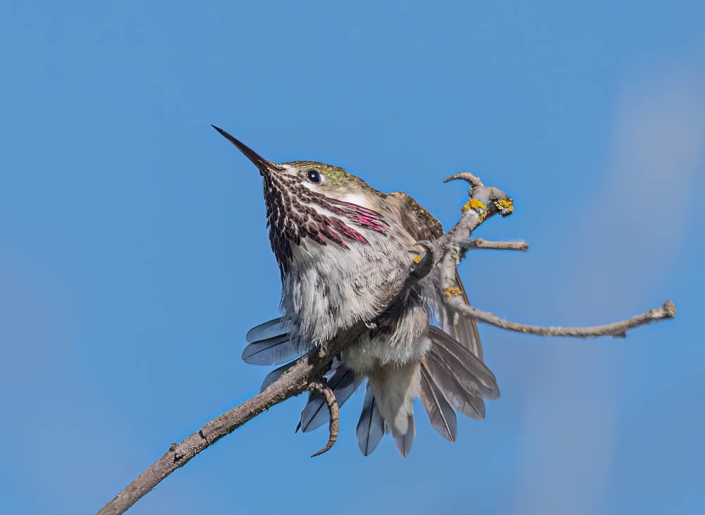 Calliope Hummingbird - ML608591471