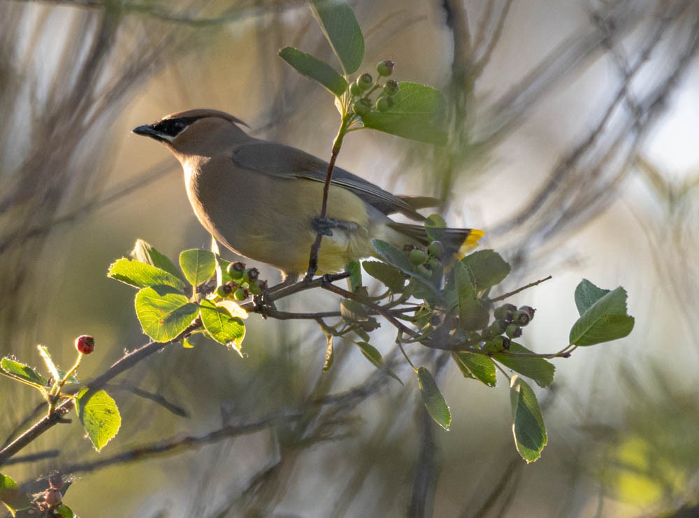 Cedar Waxwing - ML608591501