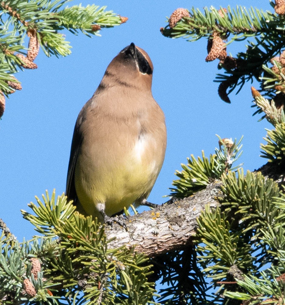 Cedar Waxwing - ML608591531