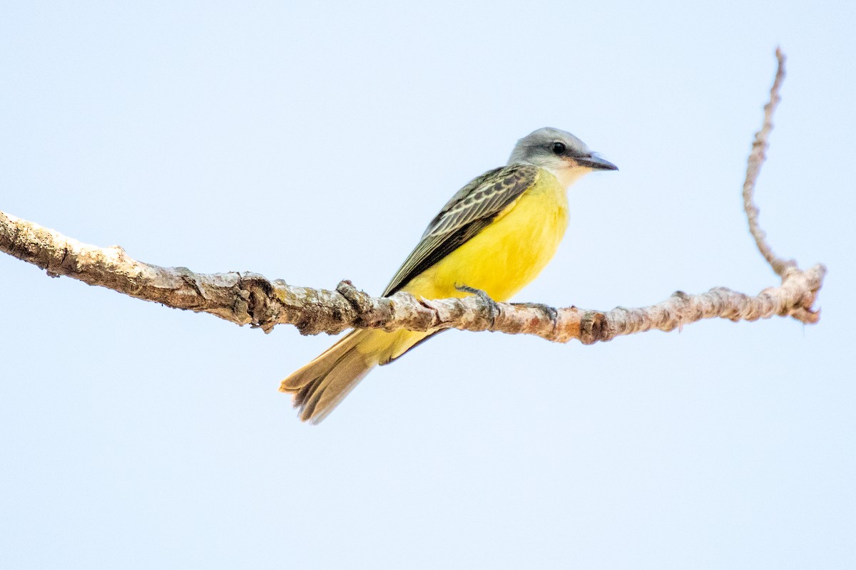 Couch's Kingbird - ML608591542