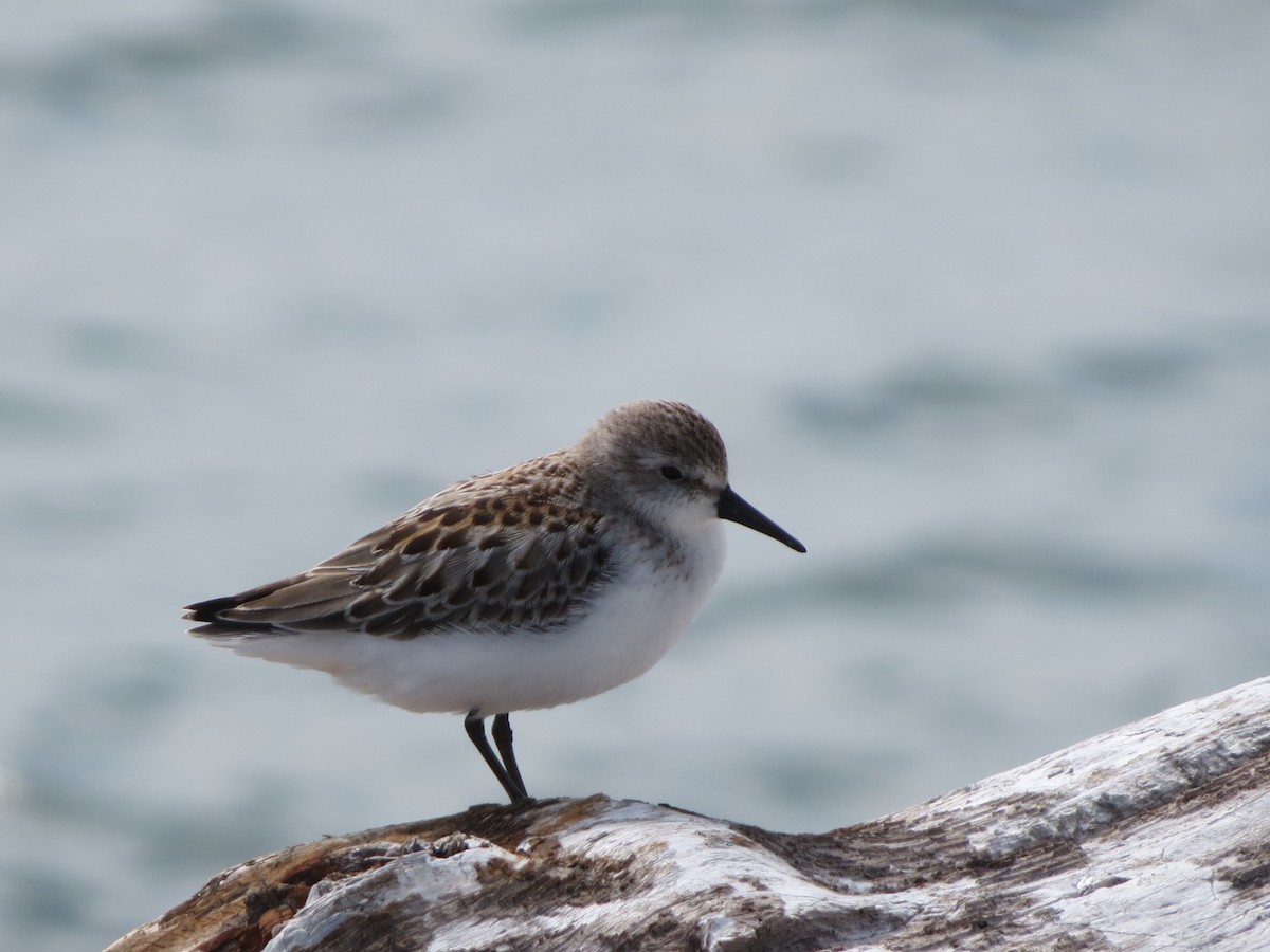 Western Sandpiper - ML608591555