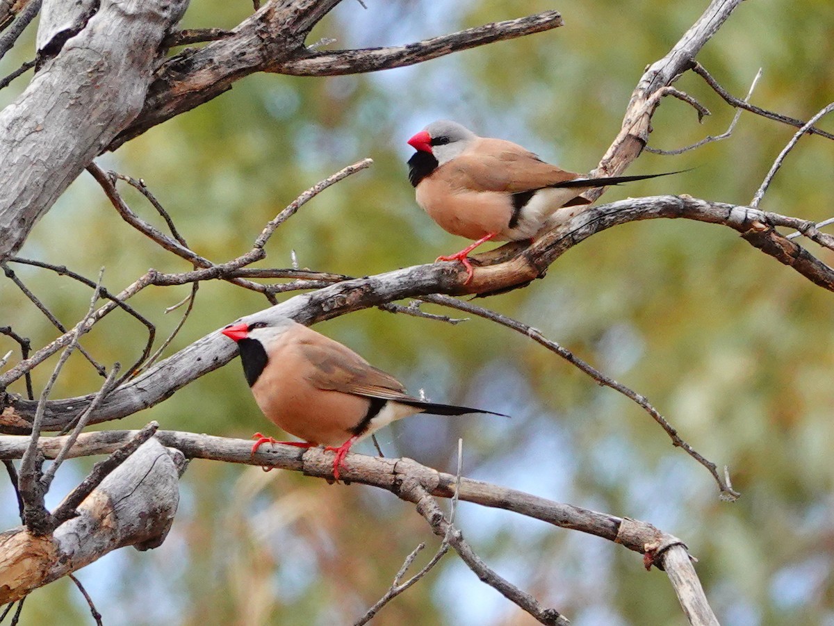 Long-tailed Finch - ML608591606