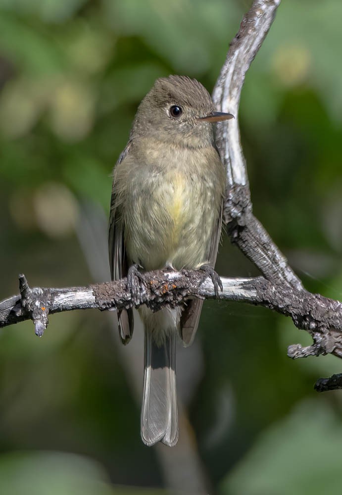 Western Flycatcher (Cordilleran) - ML608591734