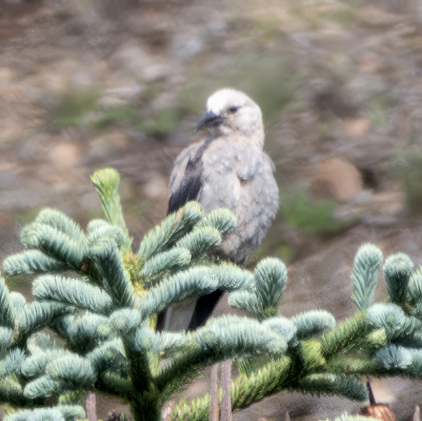 Clark's Nutcracker - ML608591775