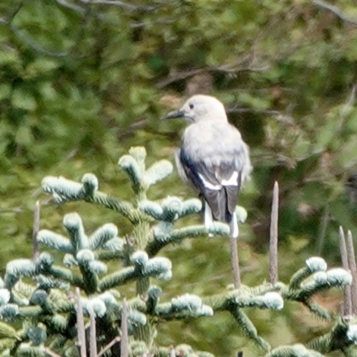 Clark's Nutcracker - ML608591781
