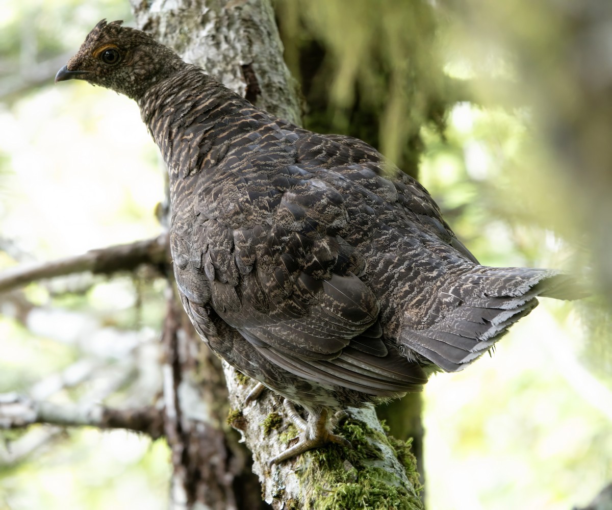 Sooty Grouse - ML608591792