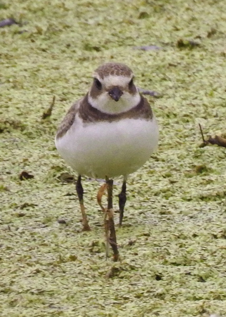 Semipalmated Plover - ML608591828