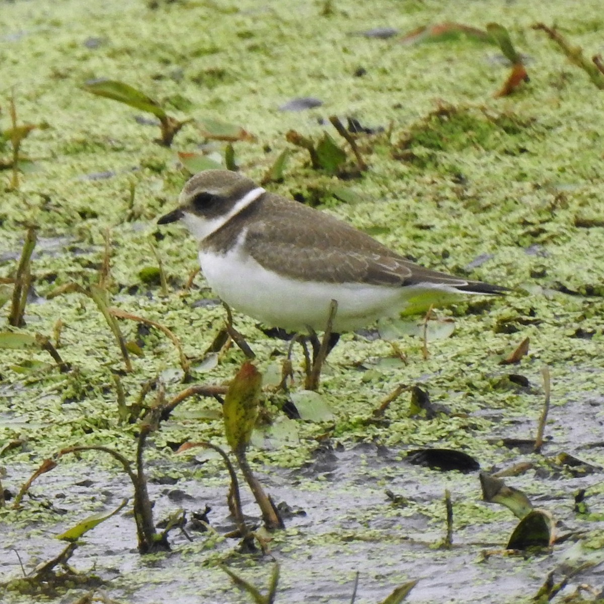 Semipalmated Plover - ML608591829