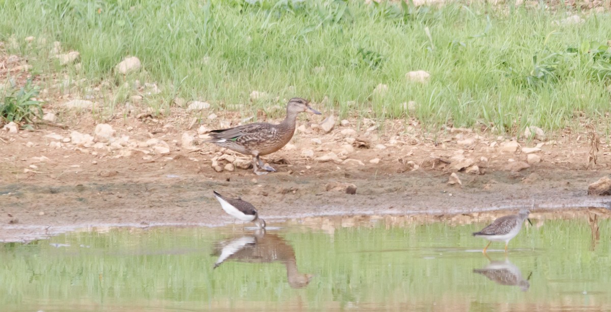 Green-winged Teal - ML608591914