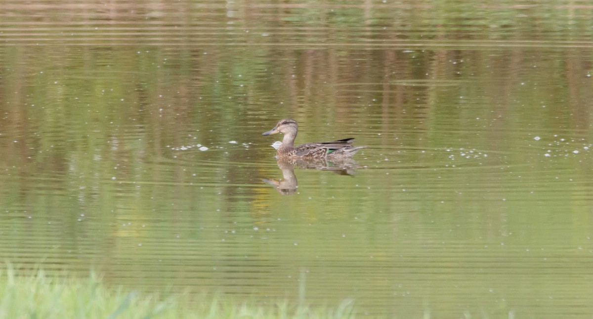 Green-winged Teal - ML608591915