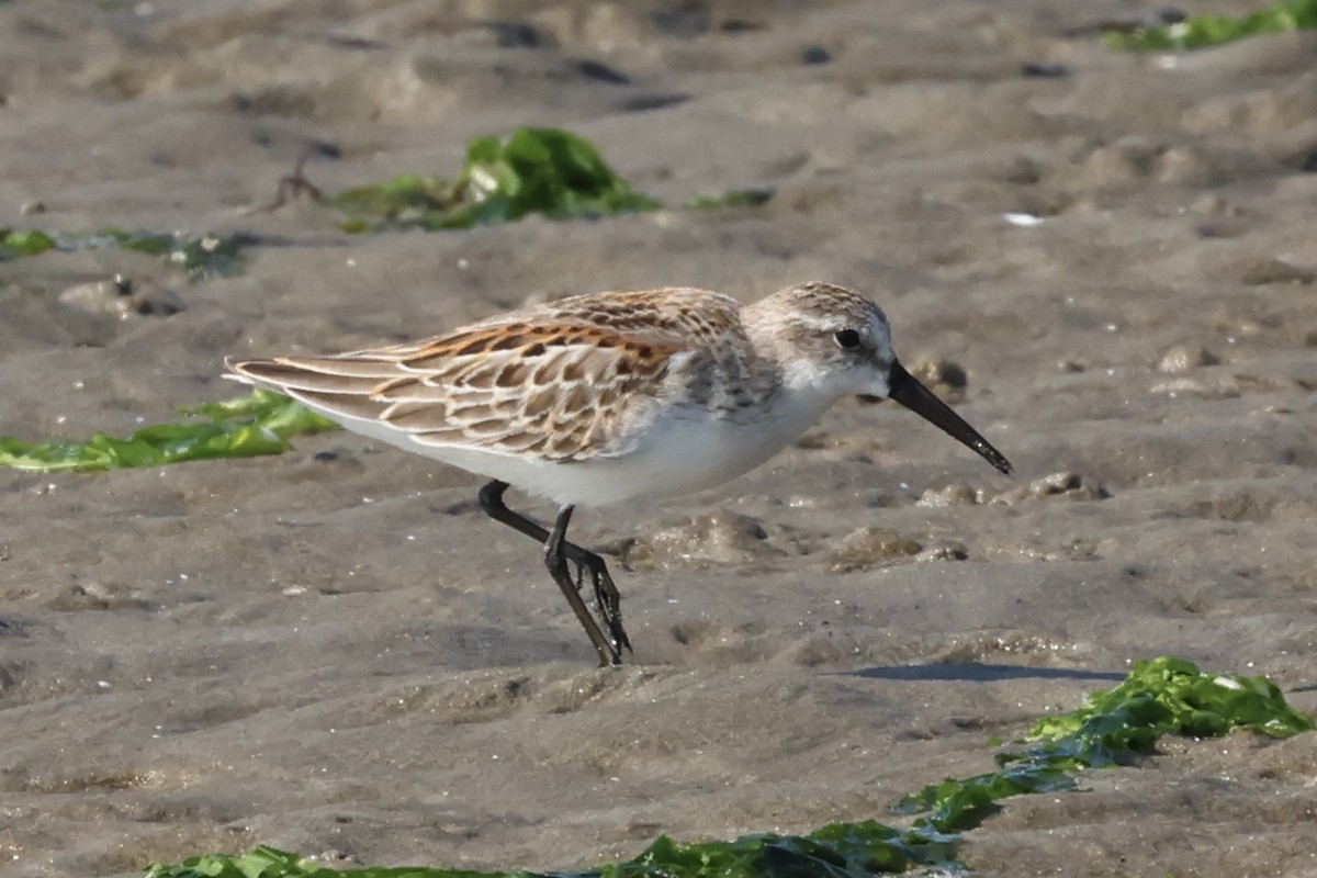 Western Sandpiper - ML608591922