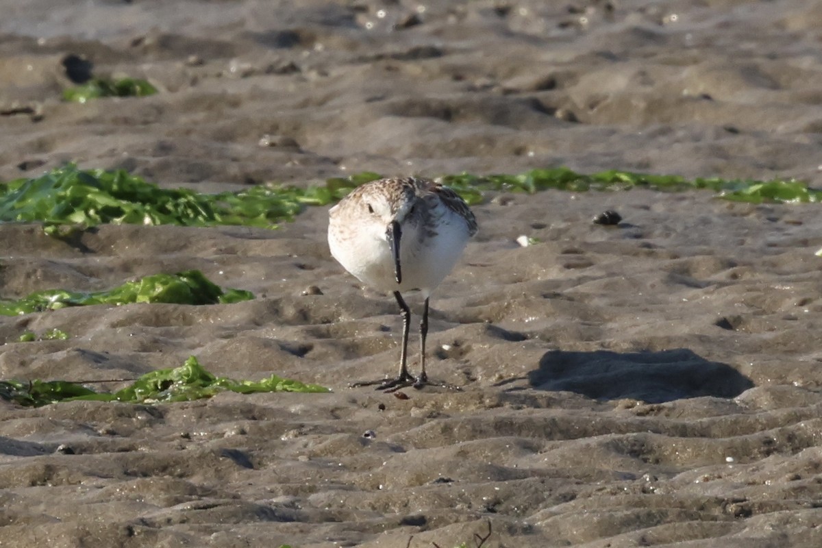 Western Sandpiper - ML608591929