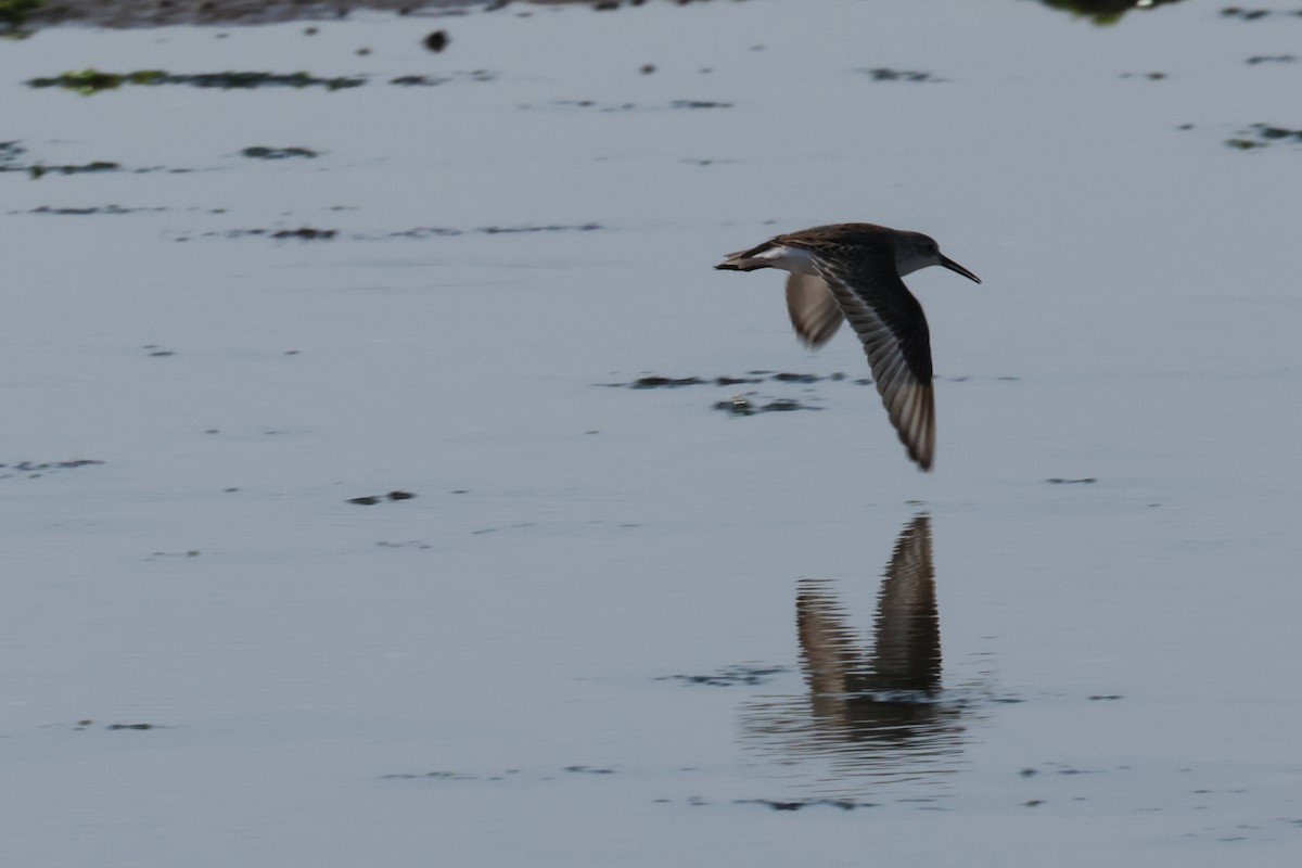 Western Sandpiper - ML608591936