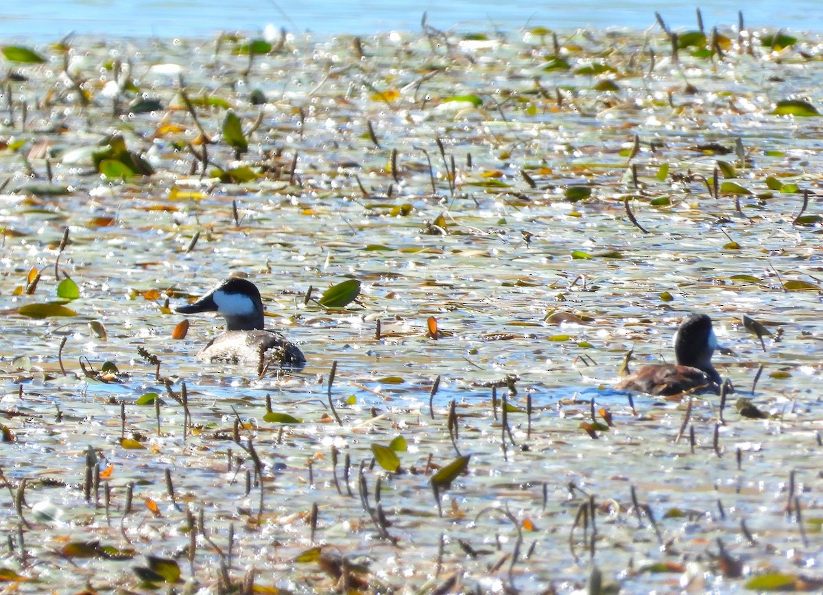 Ruddy Duck - ML608591948