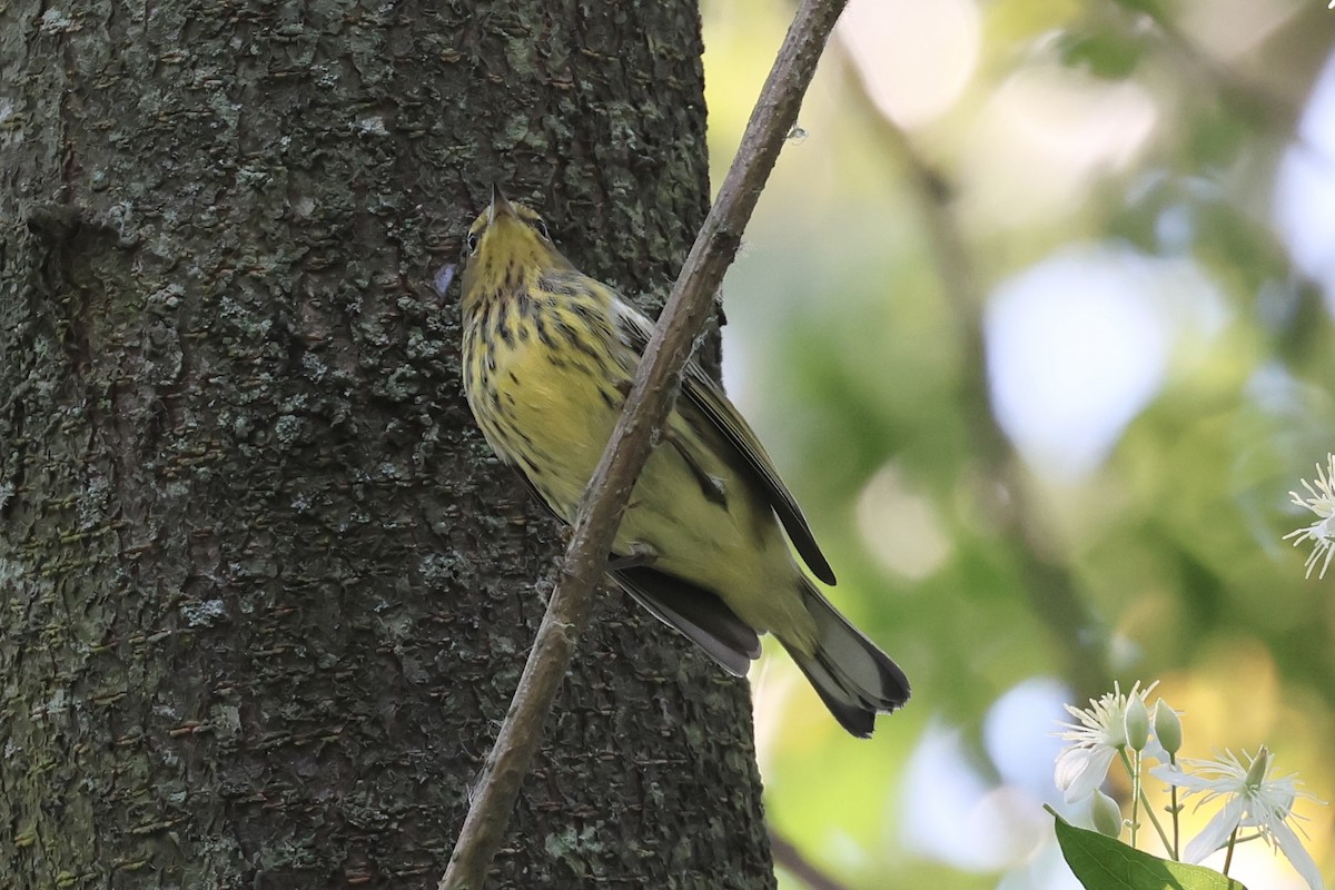 Cape May Warbler - ML608591968