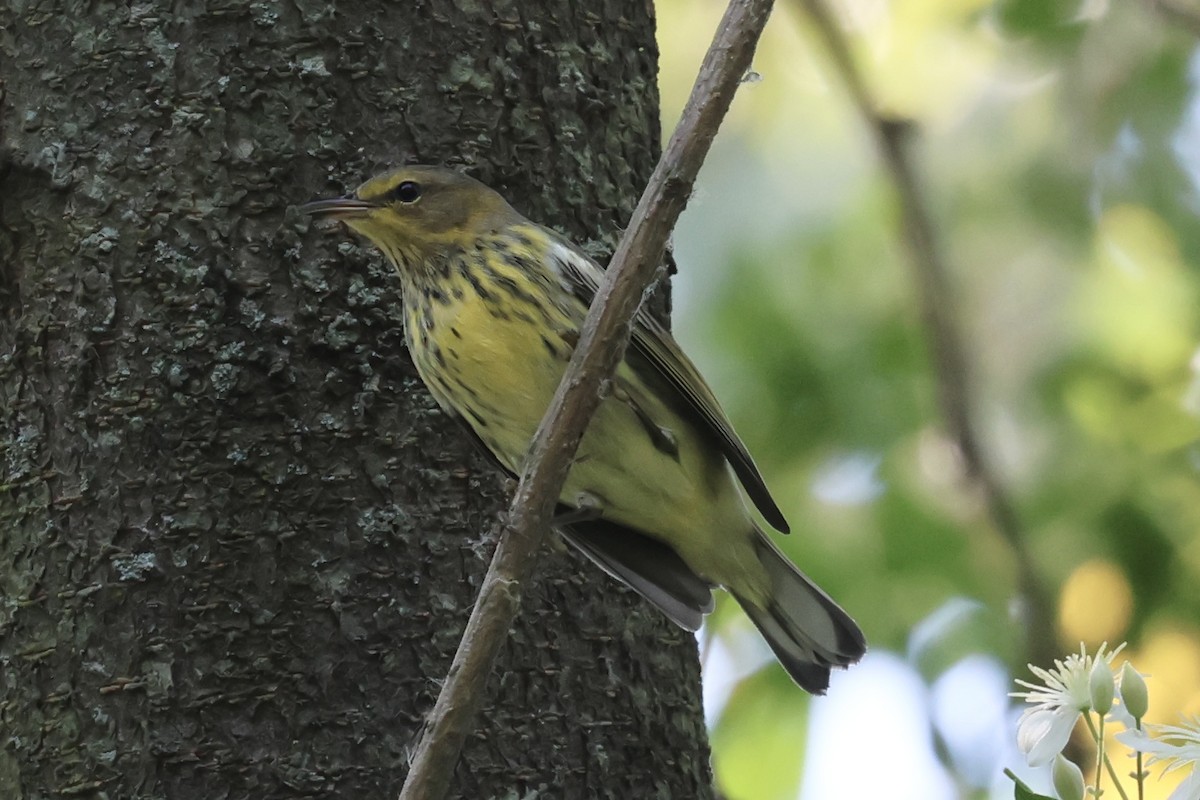 Cape May Warbler - ML608591969