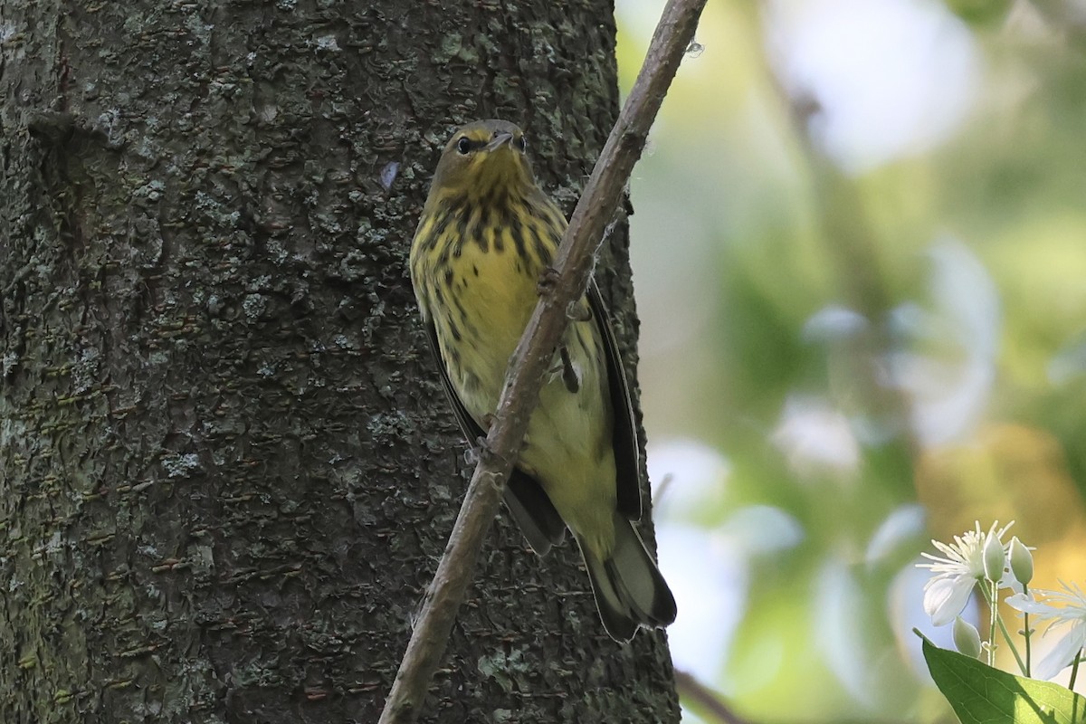 Cape May Warbler - ML608591971