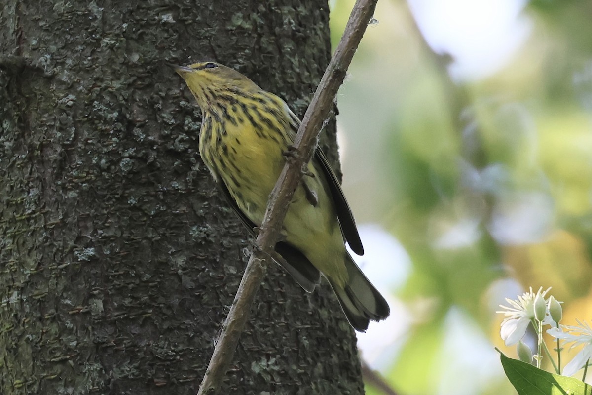 Cape May Warbler - ML608591972