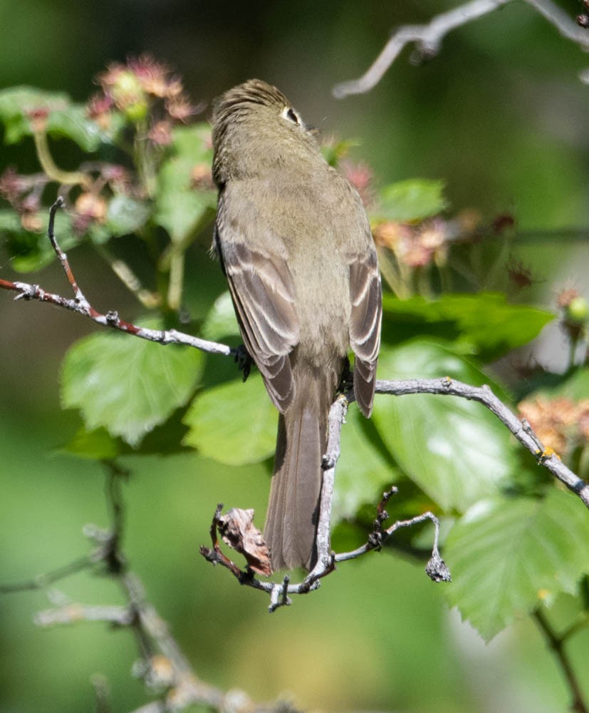 Western Flycatcher (Cordilleran) - ML608592023