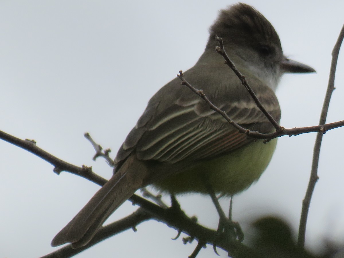 Brown-crested Flycatcher - ML608592274