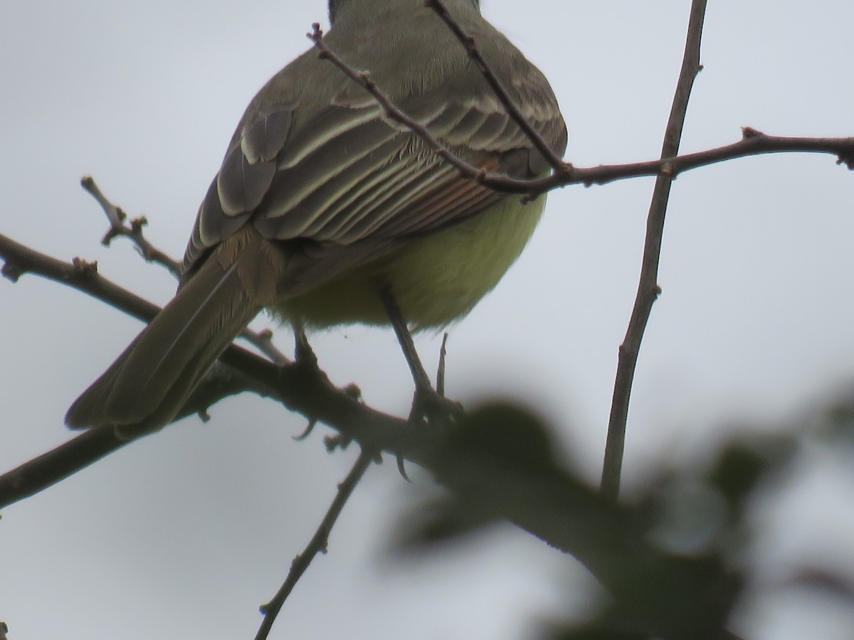 Brown-crested Flycatcher - ML608592279