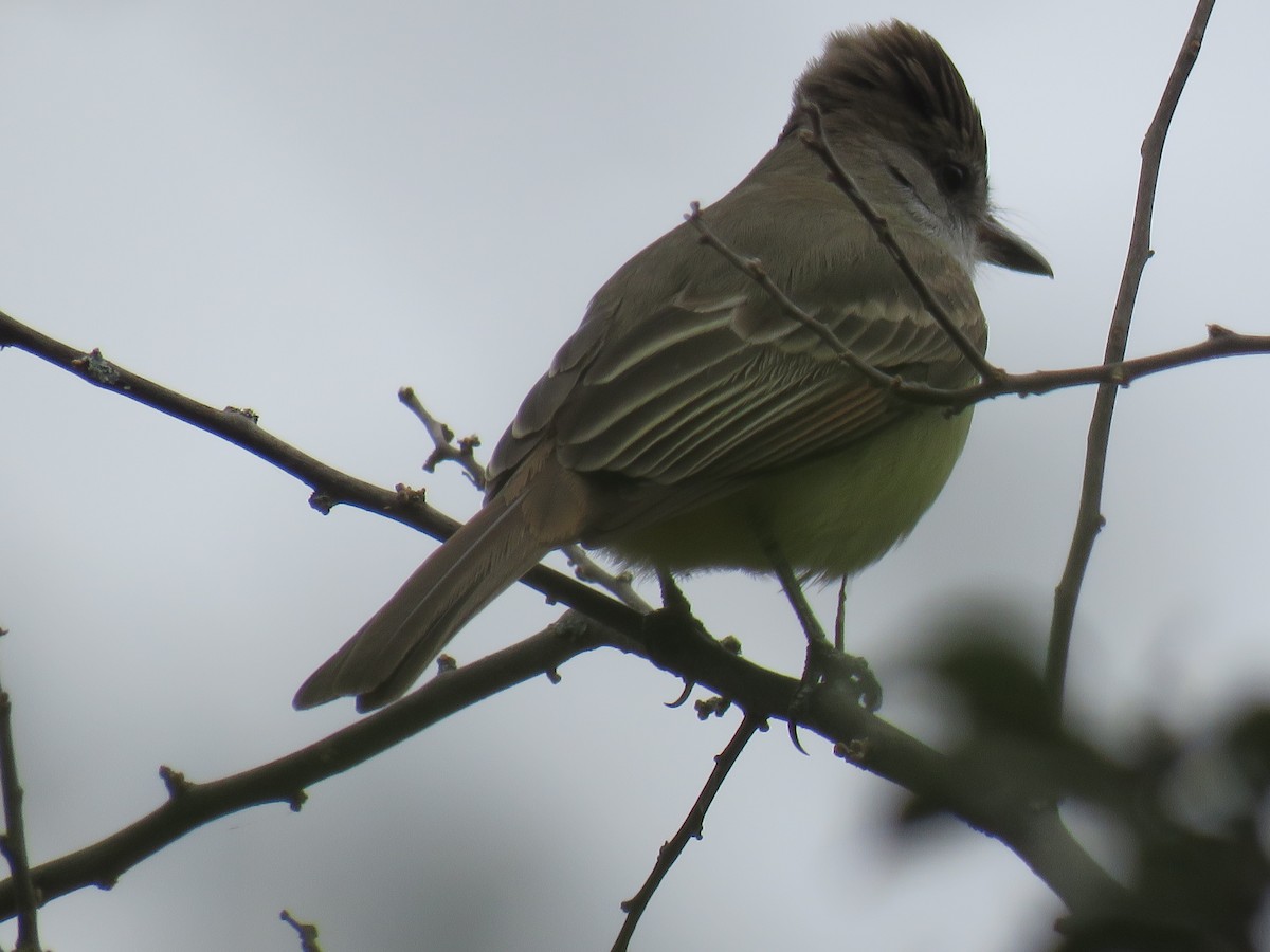 Brown-crested Flycatcher - ML608592280