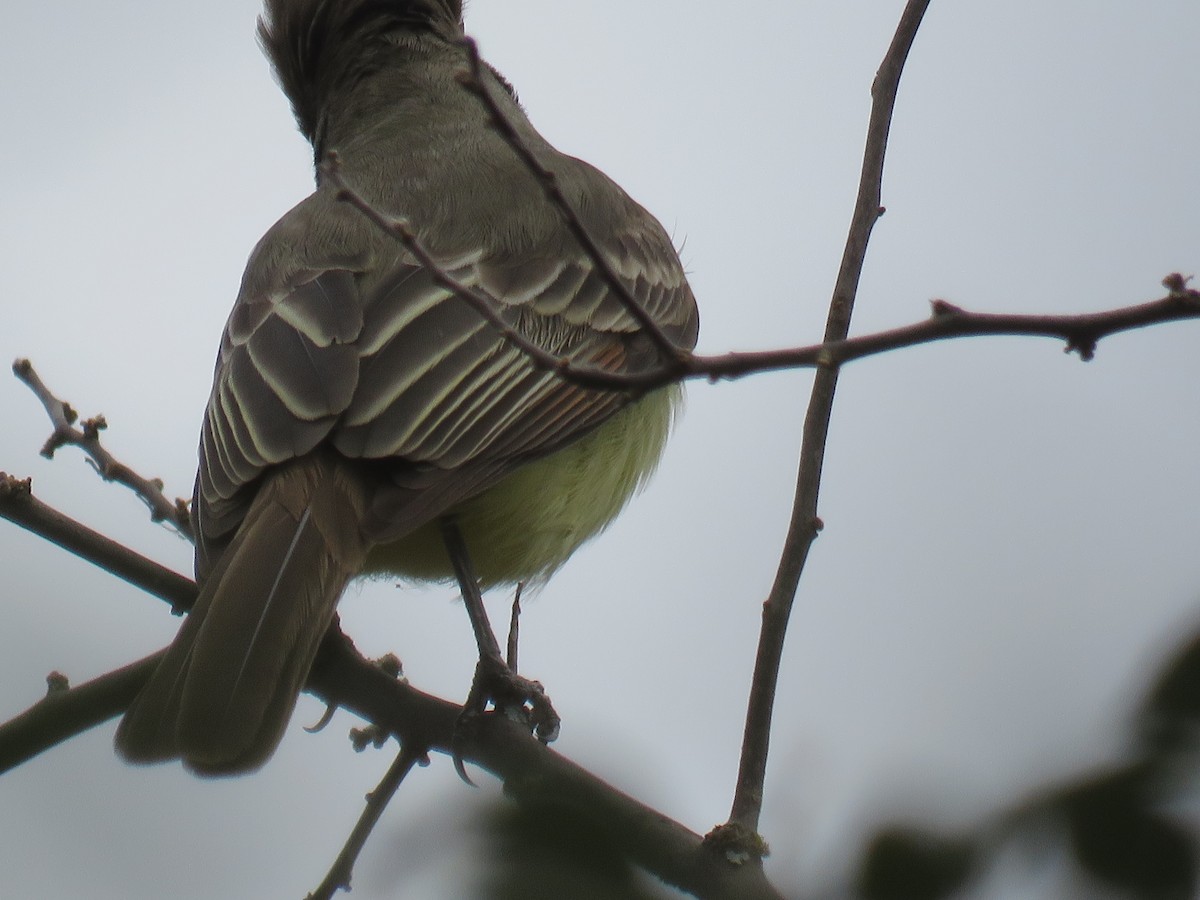 Brown-crested Flycatcher - ML608592281