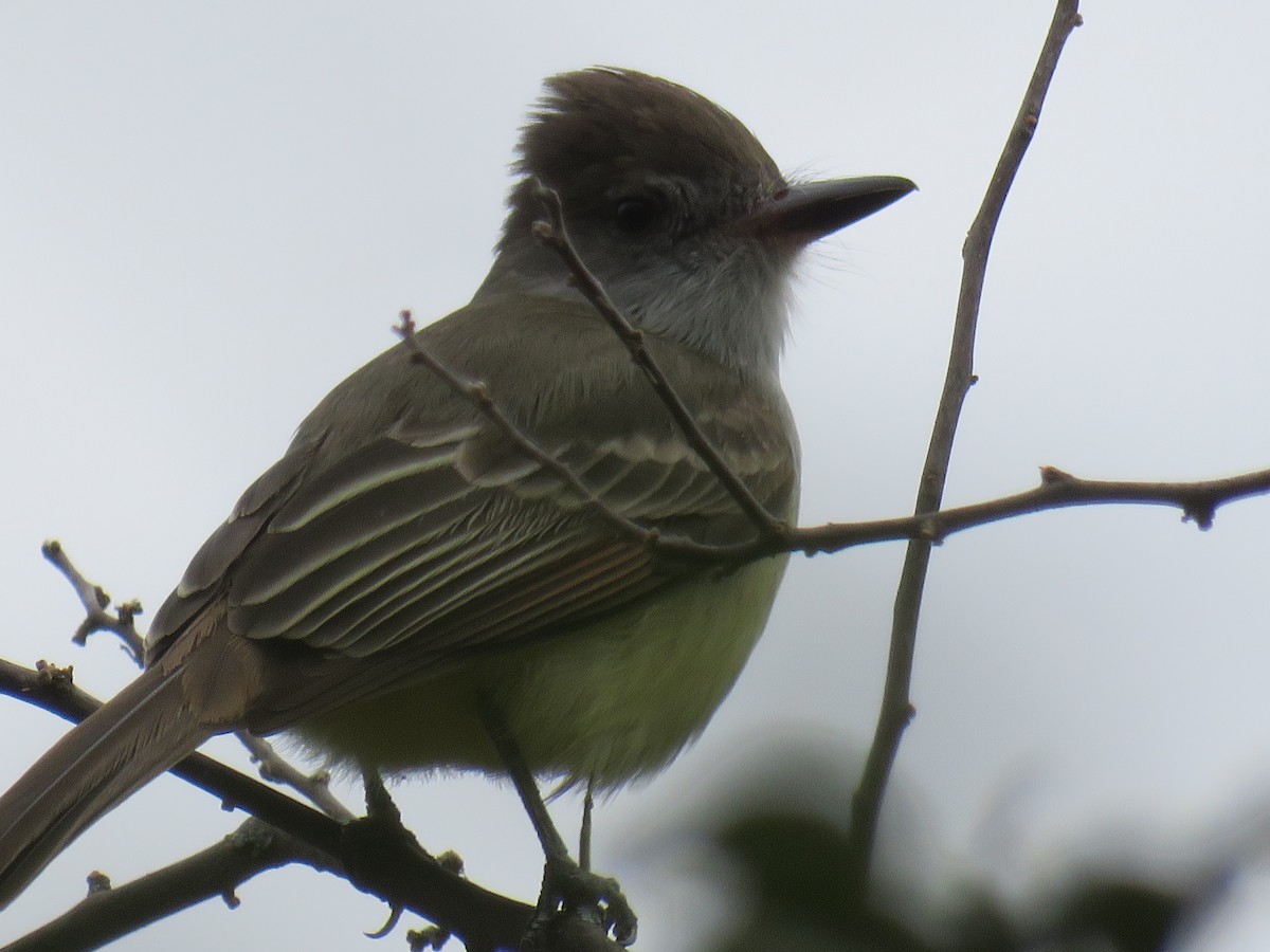 Brown-crested Flycatcher - ML608592285