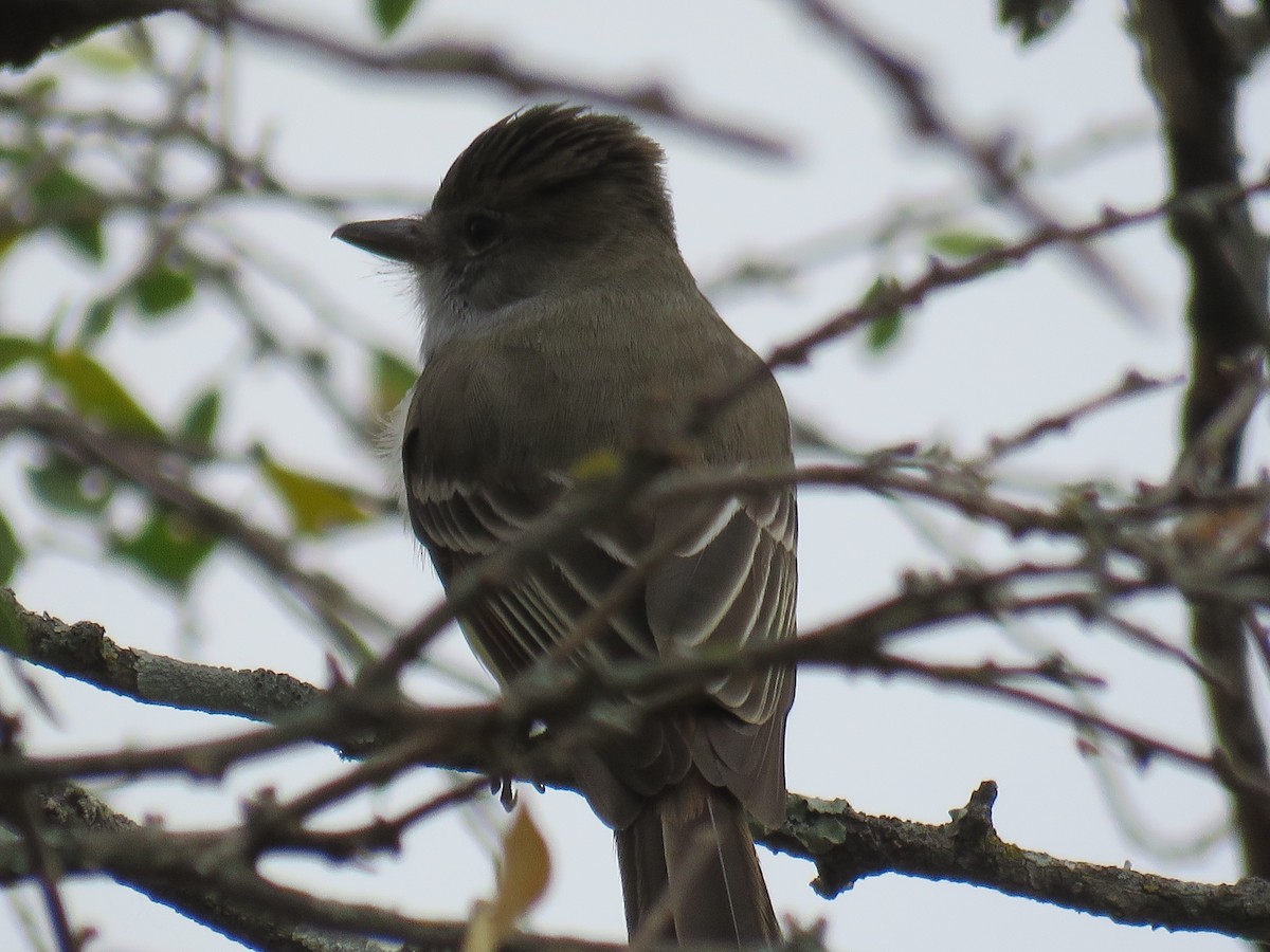 Brown-crested Flycatcher - ML608592288