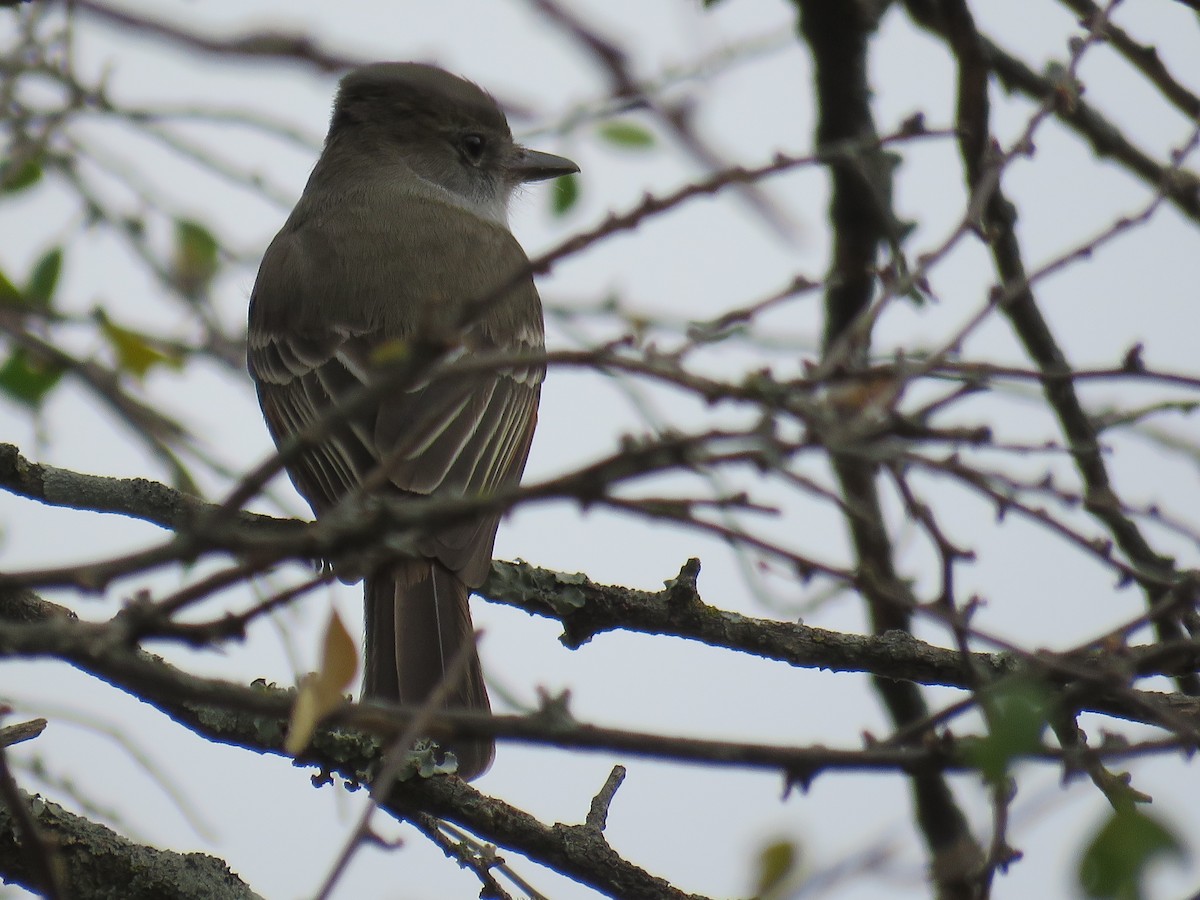 Brown-crested Flycatcher - ML608592290