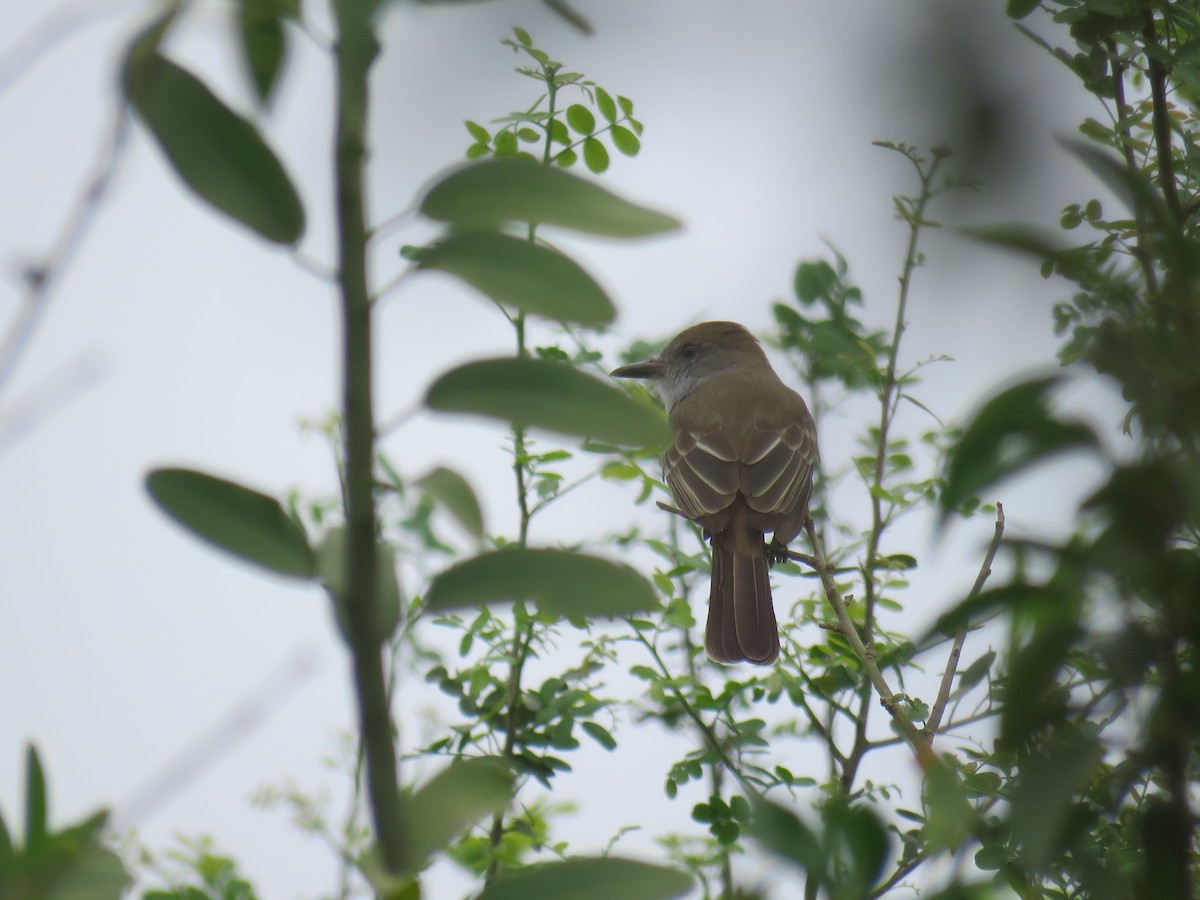 Brown-crested Flycatcher - ML608592294