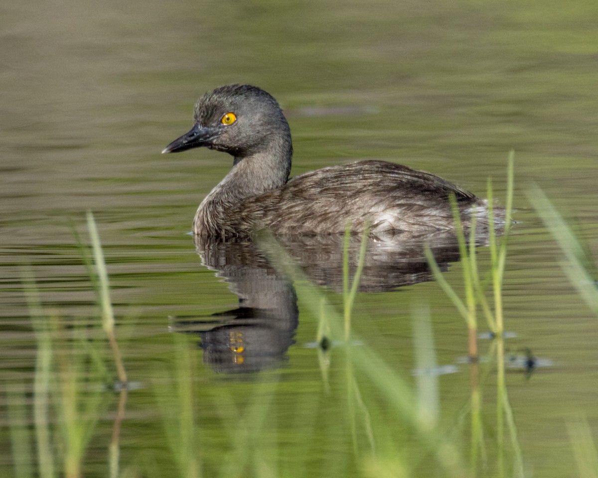 Least Grebe - Karl Wirth