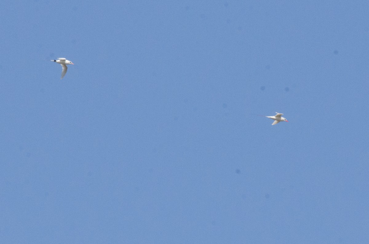 Red-tailed Tropicbird - Christian  Reynolds