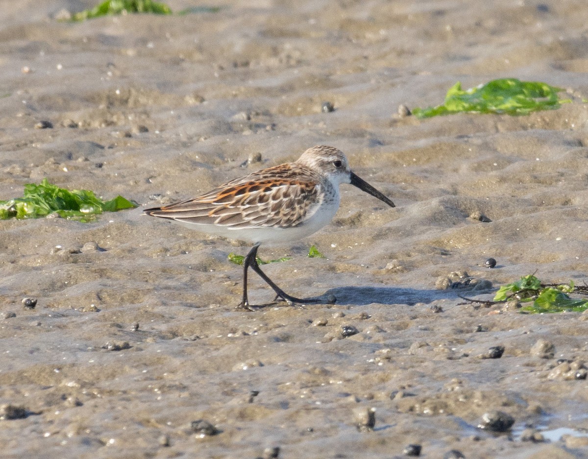 Western Sandpiper - ML608592523